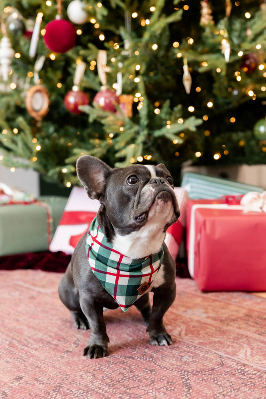 Dog Bandana in Holiday Plaid